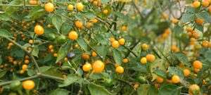 Što je Aji Charapita? Paprika koja me iskreno iznenadila 1 Aji Charapita stabljika