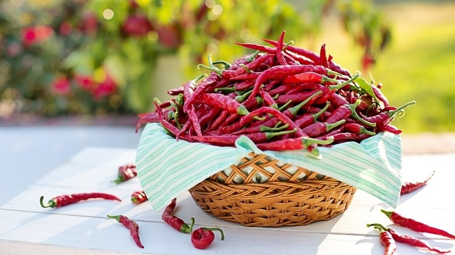 ljute papricice 1 - Kapsaicin kao saveznik metabolizma: Zašto je ljutina dobra za vaše tijelo?